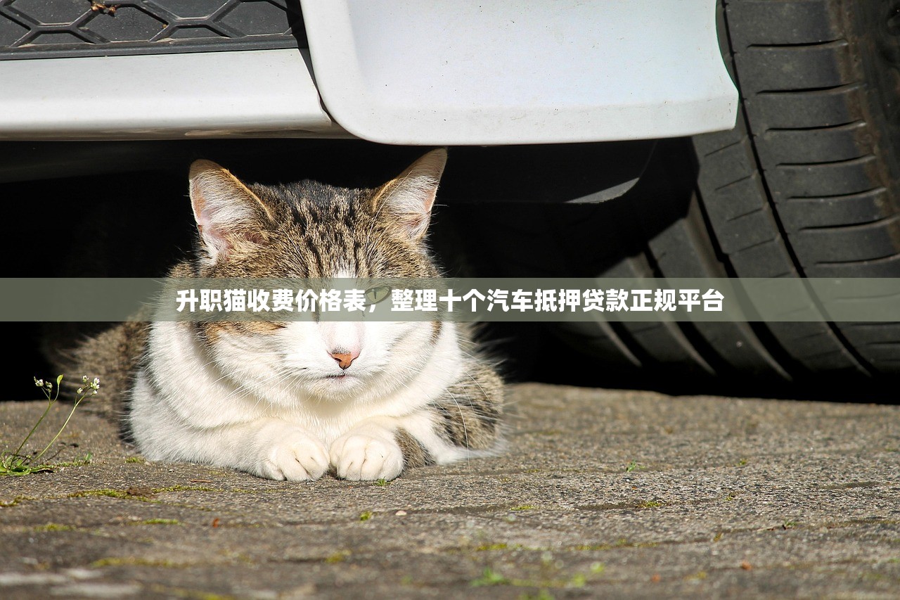 升职猫收费价格表，整理十个汽车抵押贷款正规平台