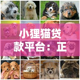小狸猫贷款平台：正规低息快速放款的借贷选择